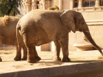 Buenos Aires Zoo